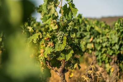 Événements &amp; Vignoble Occitanie, Haute Fontaine