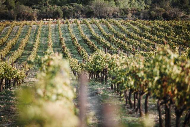 Événements, Domaine &amp; Vignoble Occitanie, Haute Fontaine