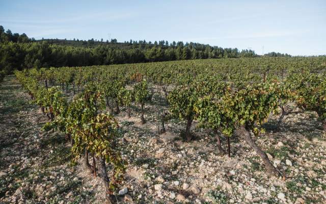 Événements, Domaine &amp; Vignoble Occitanie, Haute Fontaine