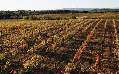 Événements, Domaine &amp; Vignoble Occitanie, Haute Fontaine