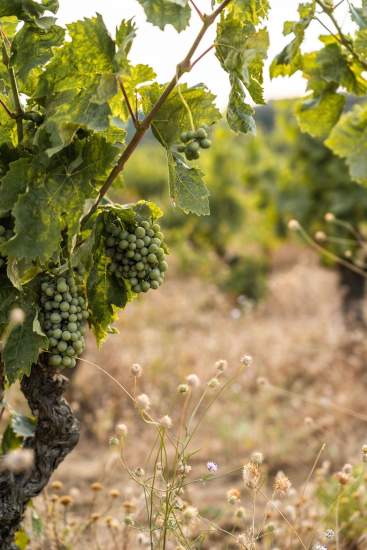 Événements, Domaine &amp; Vignoble Occitanie, Haute Fontaine