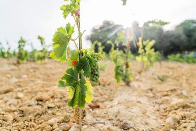 Événements, Domaine &amp; Vignoble Occitanie, Haute Fontaine